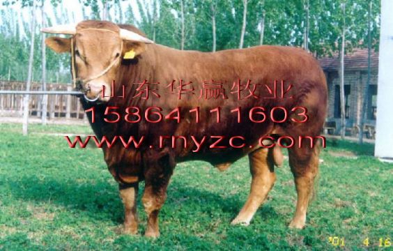 Luxi Cattle